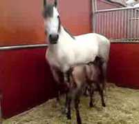 swedishprehorses.se Astren