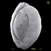 foraminifera.eu Astrup