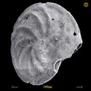 foraminifera.eu Astrup