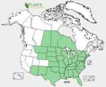 ontariowildflowers.com Asve