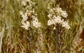 spuds.agron.ksu.edu Asve