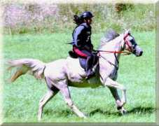 arabianlines.com Aswana