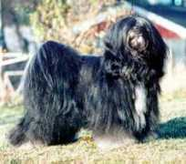 Asyan