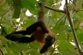 tichyphoto.com Ateles