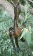 pin.primate.wisc.edu Ateles