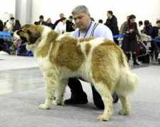 dog-club.org Atelli