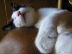 lnx.micimiao.it Ateto