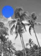 fineartamerica.com Athala