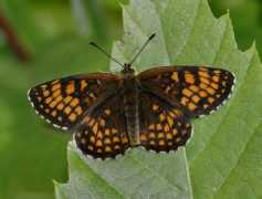 learnaboutbutterflies.com Athalia
