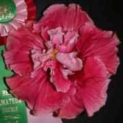 tropicalhibiscus.com Atheline