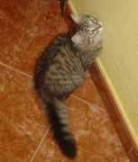 Athenea