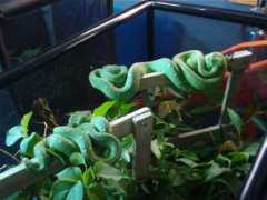 gallery.pethobbyist.com Atheris