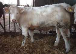 britishcharolais.com Atholl