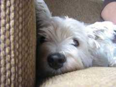 thecuteproject.com Atidah
