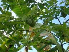 Atis
