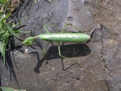 Atoti