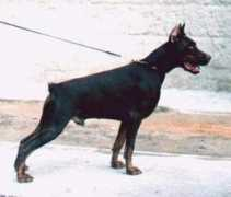 dobermann-review.com Atrejo