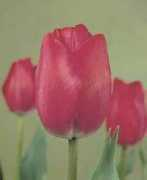 Attilas