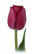 Attilas