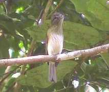 birdseen.co.uk Attilla