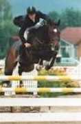 wegenersporthorses.de Attilus