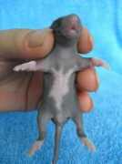 Attima