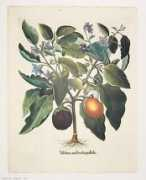 litscapeart.com Aubergine