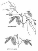 Auxin