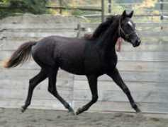 luxesporthorses.com Avangeline