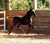 luxesporthorses.com Avangeline