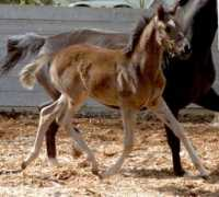 luxesporthorses.com Avangeline