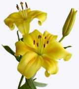 sunvalleyfloral.com Avelino