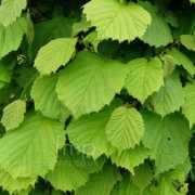 findmeplants.co.uk Avellan