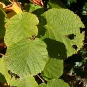 plant-identification.co.uk Avellana