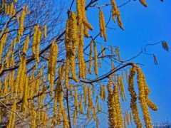 garden-en.com Avellana