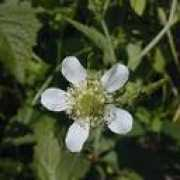 Avens