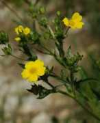 protophoto.com Avens