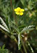 protophoto.com Avens