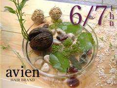 Avien