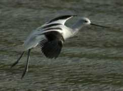 Avocet