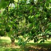northcountryfarms.com Avos
