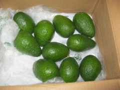 smokingmeatforums.com Avos