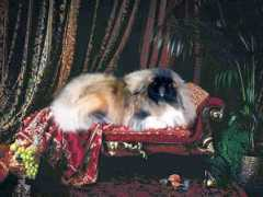 petsinform.com Axander
