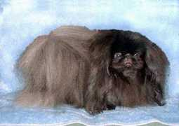 petsinform.com Axander