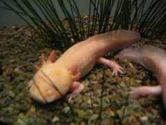 lumq.com Axolotl