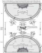 atlasgeneticsoncology.org Ayaru