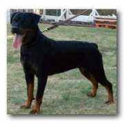 importrottweilers.com Ayki