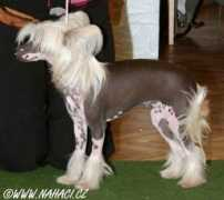 chinesecrested.cz Ayshee