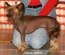 chinesecrested.cz Ayshee