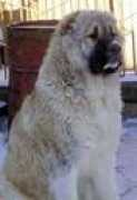 Aysher